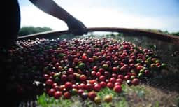 Receita designa auditor para fiscalizar cadeia produtiva do café