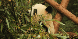 Pandas doados pela China aos EUA chegam em Atlanta