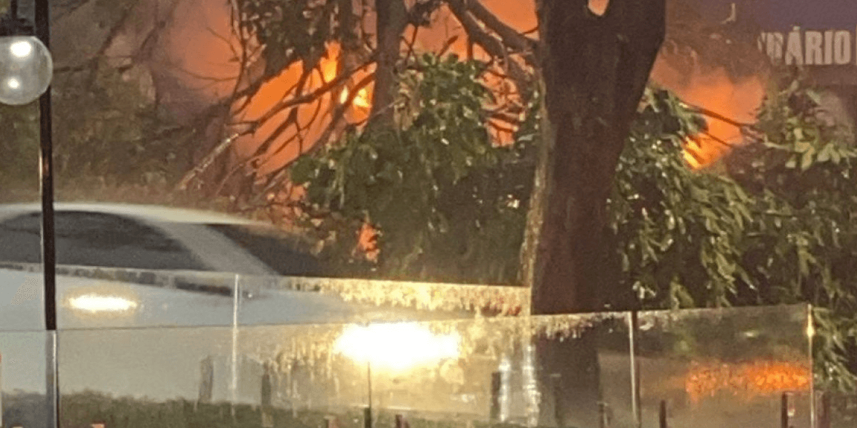 O raio atingiu a árvore, que caiu imediatamente sobre o veículo - Crédito: Renata Galdino/EM/D.A.Press