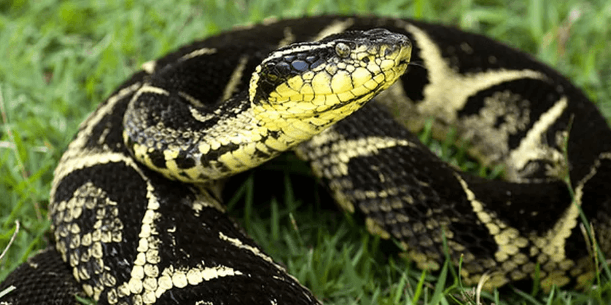 Homem recebe soro errado após picada de cobra em SP