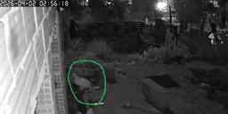 Onça em quintal assusta moradores na Grande BH