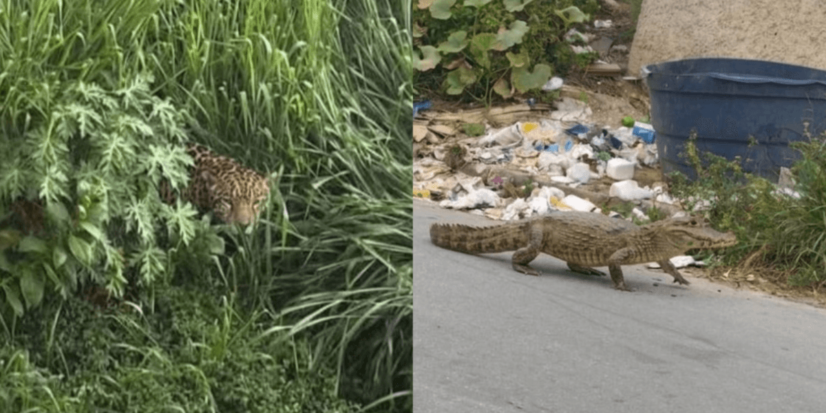 Moradores receberam as imagens falsas em grupos - Foto: Divulgação/CBMMG