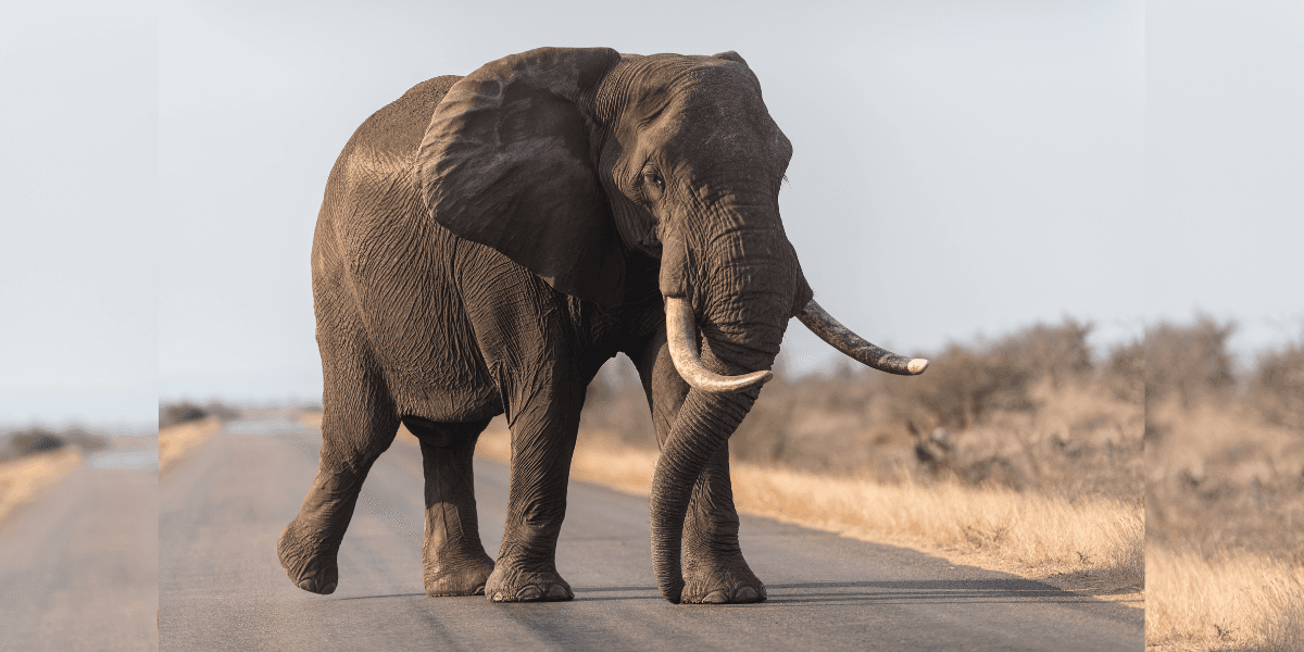 Elefante - Foto: Frrepik