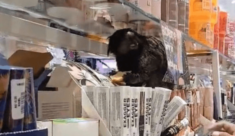 Mico é capturado por bombeiros dentro de loja de cosméticos na região do Barreiro, em BH