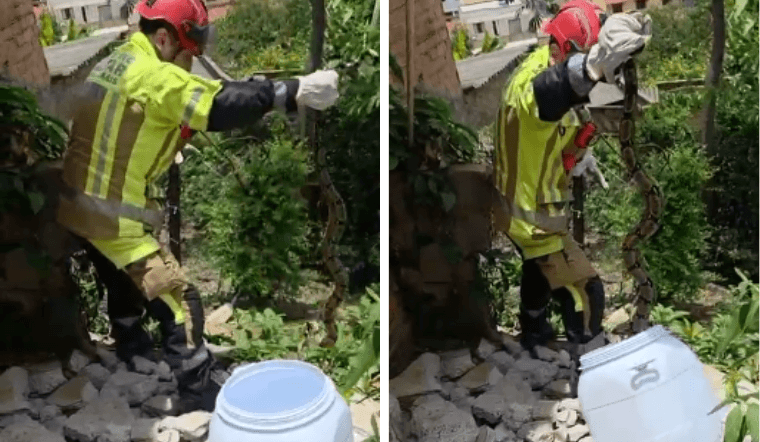 Moradora do Bairro Planalto, em BH, encontra jiboia de 1,80m no terreiro de casa