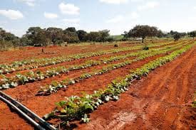 Foto: LUCIO BERNARDO JR/Flickr