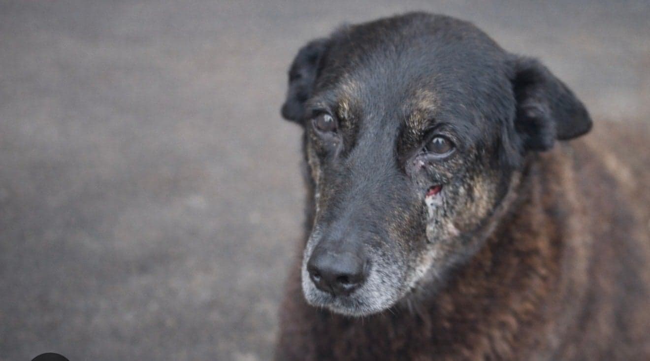 Polícia pede apreensão de passaporte de adolescente suspeito no caso Orelha